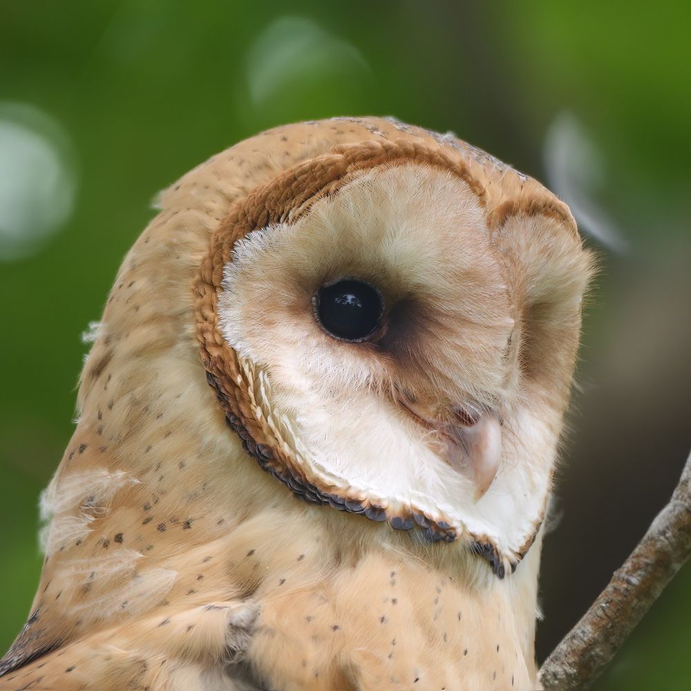 A luminous bird with a heart-shaped face, framed by a soft blend of golden and cream tones, gazes intently into the distance. Its dark, soulful eyes stand out against the delicate, speckled feathers that seem to glow in the soft light. The vibrant green backdrop adds a serene contrast, amplifying the bird's quiet elegance.