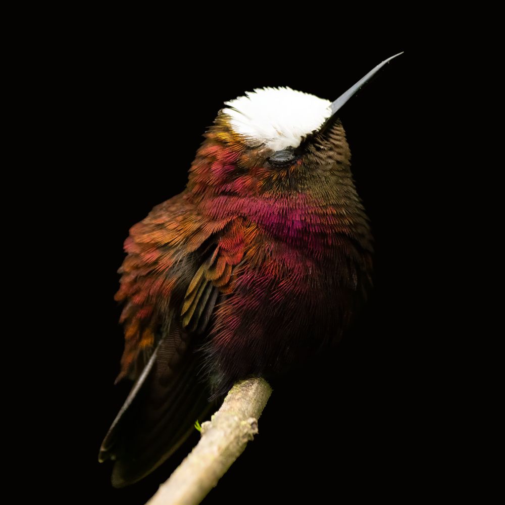 A stunning close-up of a small bird perched delicately on a slender branch, its feathers glowing with a rich palette of deep reds, magentas, and bronze tones that shift subtly in the light. The bird's striking white crown contrasts sharply against the inky black background, drawing attention to its sleek, curved beak and soft, textured plumage. The overall composition exudes a sense of quiet majesty and natural beauty.
