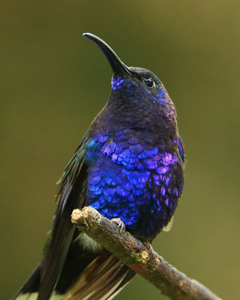 A hummingbird with iridescent blue and violet feathers perched on a branch, facing slightly upward against a plain green background.
