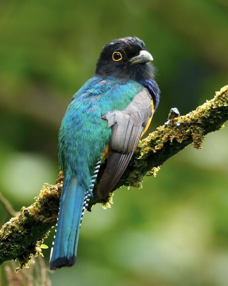 A brightly colored bird with a greenish-blue back, yellow eye ring, and long tail perched on a mossy branch against a soft green background. 