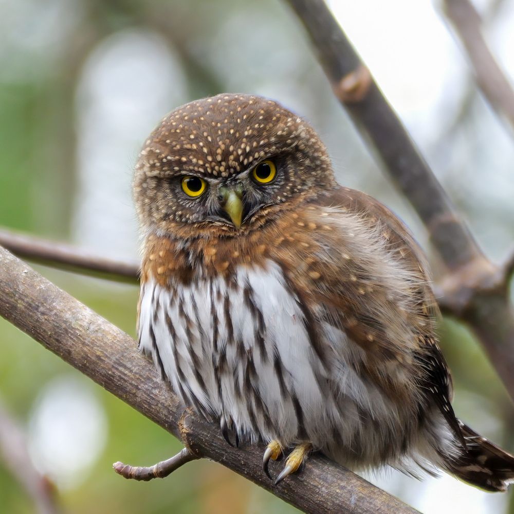 A small, round bird with piercing yellow eyes and a finely speckled head rests on a delicate branch. Its rich brown and white feathers are soft and textured, blending seamlessly with the muted, natural backdrop. The bird's intense gaze conveys a quiet yet commanding presence in the serene environment.