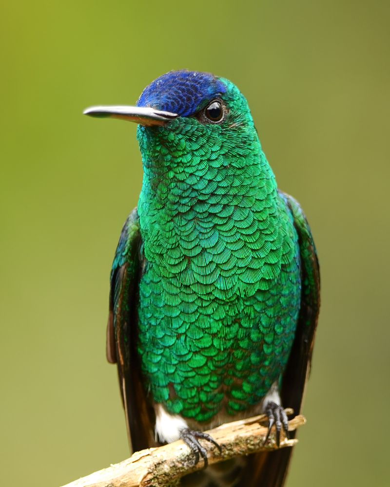 This image shows a stunning small bird with iridescent emerald green feathers covering its body and a brilliant blue crown on its head. It has a straight white beak, dark wings, and a tiny white patch near its chest. The bird is perched on a slender twig and photographed in perfect detail against a soft green background, highlighting its jewel-like plumage and delicate features. The feathers have a scale-like appearance that captures light beautifully, giving the bird a gemstone-like quality.
