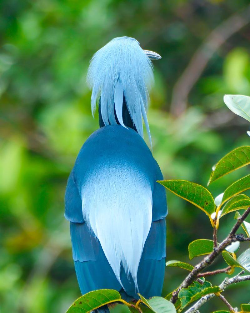 A bird with smooth, layered blue and teal plumage perches on a branch facing away. Its long, pale blue crest feathers drape down the back of its head, and its elegant tail feathers taper into a sharp point.