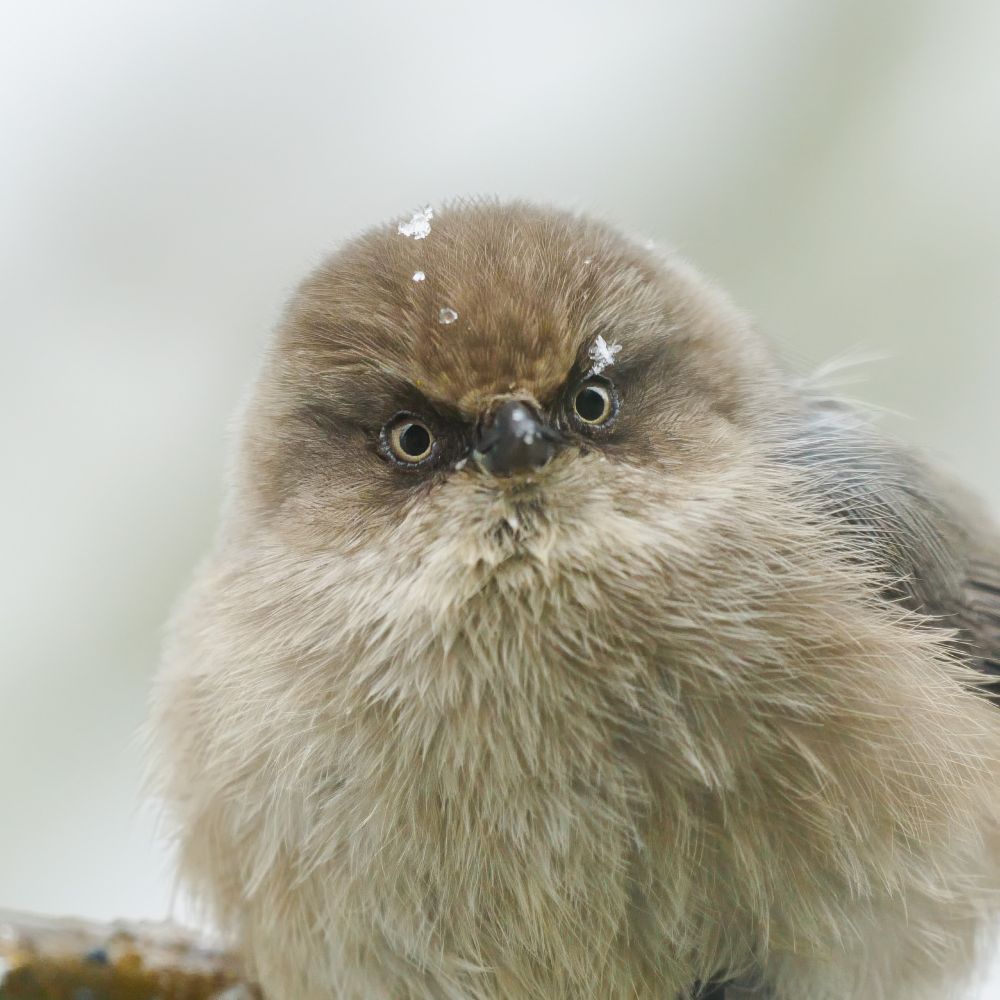 An extreme close-up portrait of a tiny, round bird with incredibly fluffy beige-gray feathers and a grumpy expression. Small snowflakes rest on its head, suggesting winter conditions. The bird's large, expressive yellow eyes and tiny black beak give it an almost comically stern appearance, while its plumped-up plumage creates a nearly perfect ball shape. 