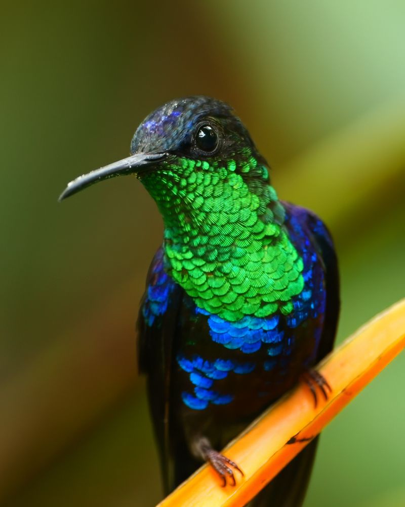 A close-up of a hummingbird with iridescent green and blue feathers perched on a yellow-orange stem, with a softly blurred background in shades of green and brown.
