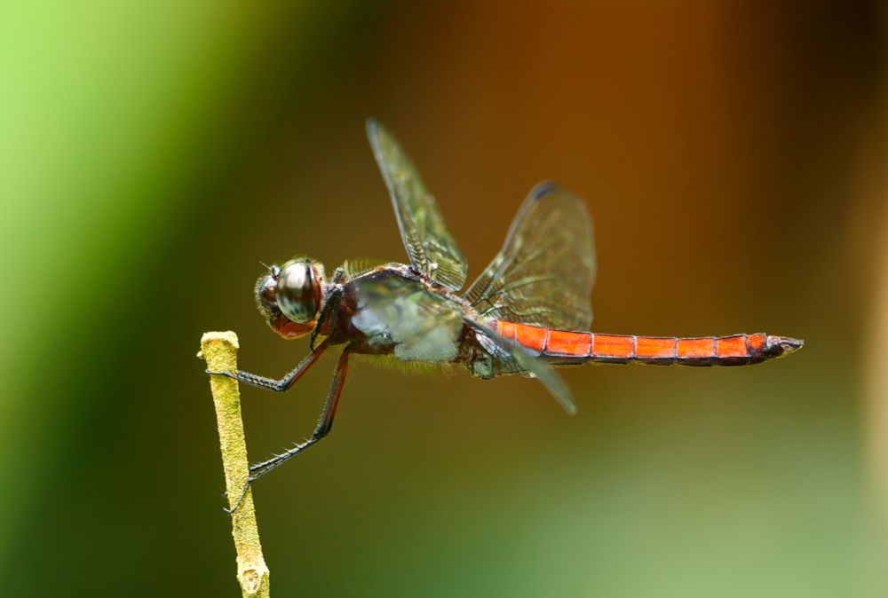 A dragonfly with a bright red segmented tail and transparent wings perched on the tip of a thin green stem.
