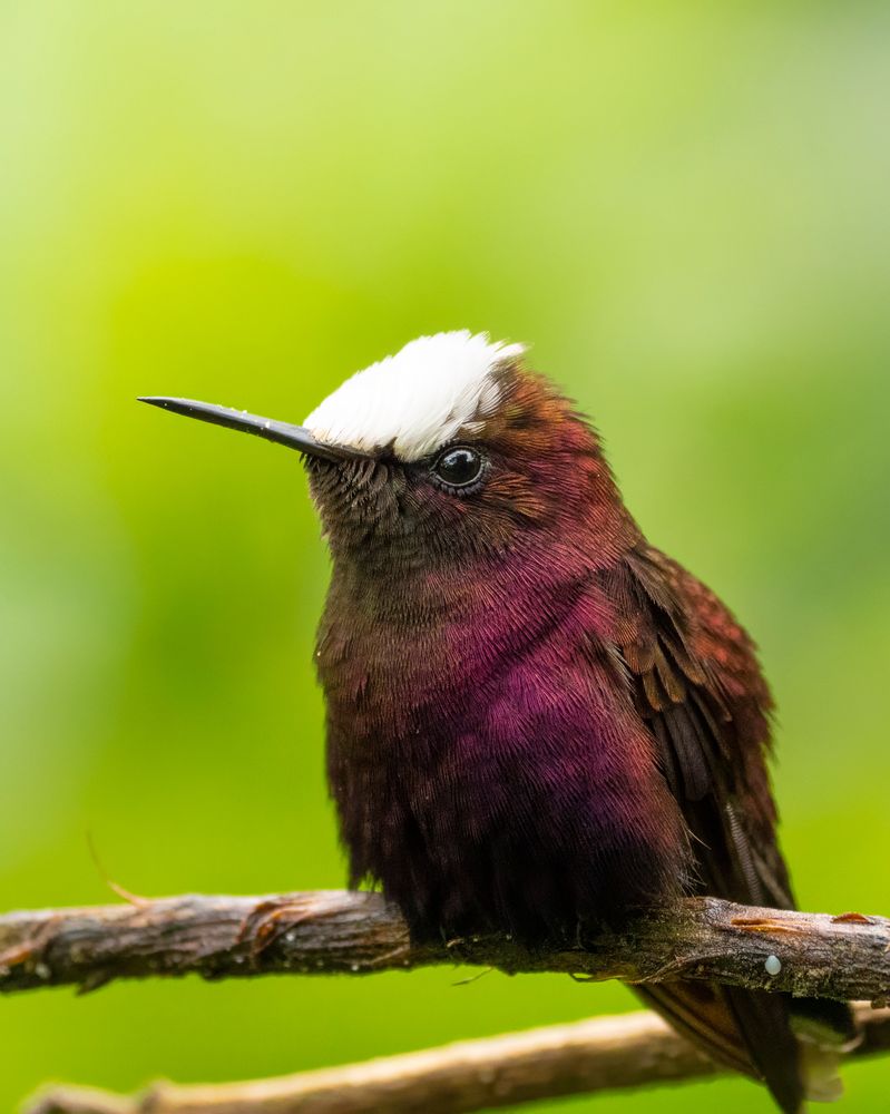 A small hummingbird perched on a branch, with deep burgundy plumage and a striking white cap on its head. The background is a smooth, vibrant green, creating a vivid contrast with the bird’s colors.
