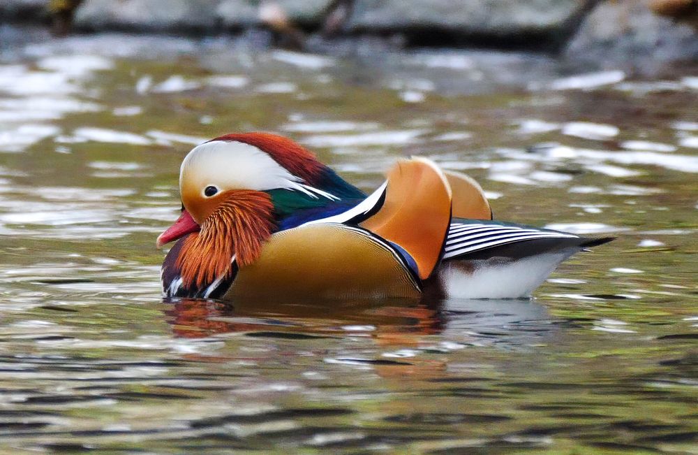 A strikingly colorful duck glides across the water, its plumage displaying an intricate mix of orange, white, blue, and green. The bird's head features a bold contrast of white and deep chestnut hues, with a bright red beak adding to its vibrant appearance. Delicate, fan-like feathers extend from the sides of its face, framing its dark, alert eyes. The wings are adorned with a mix of black, white, and iridescent blue, while two upright, golden-brown feathers curve elegantly from its back.