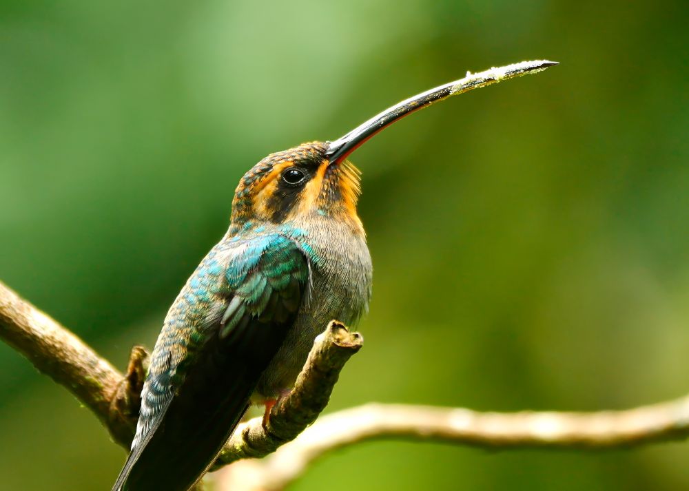 A small bird with iridescent green and blue feathers perched on a branch, holding its long, curved bill upward with a dusting of pollen on the tip.
