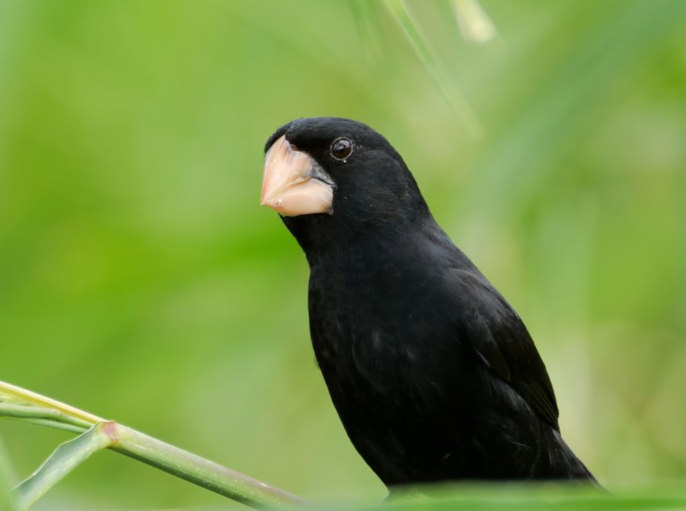 A small black bird with a thick pale conical bill perched among green stems, shown in side profile against a soft green background.
