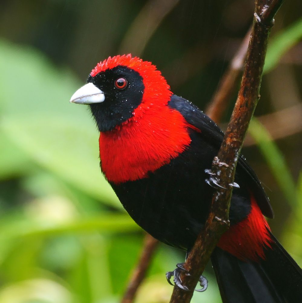 A striking bird perched on a slender branch in a lush green environment. Its body is adorned with deep black plumage, contrasting sharply with a vivid red head, neck, and chest. The bird’s small, stout beak is pale and sharply defined against its dark face, while its red eyes add an intense gaze. Tiny droplets of water cling to its feathers, suggesting a recent rainfall. The blurred green foliage in the background provides a natural, vibrant setting that enhances the bird’s brilliant colors.