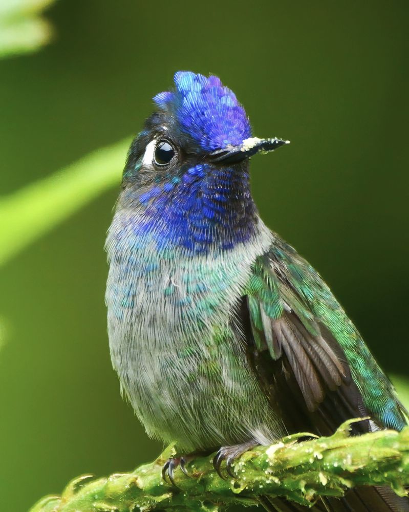 A small bird with vibrant blue and purple feathers on its head, green wings, and a grayish chest, perched on a mossy branch.
