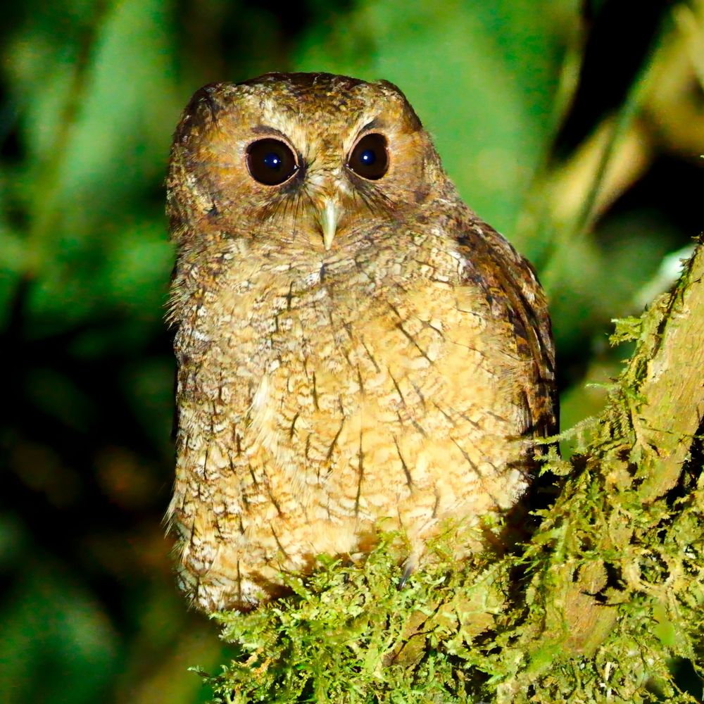 A small owl on a branch with moss. It has large, brown eyes and a streaked body.