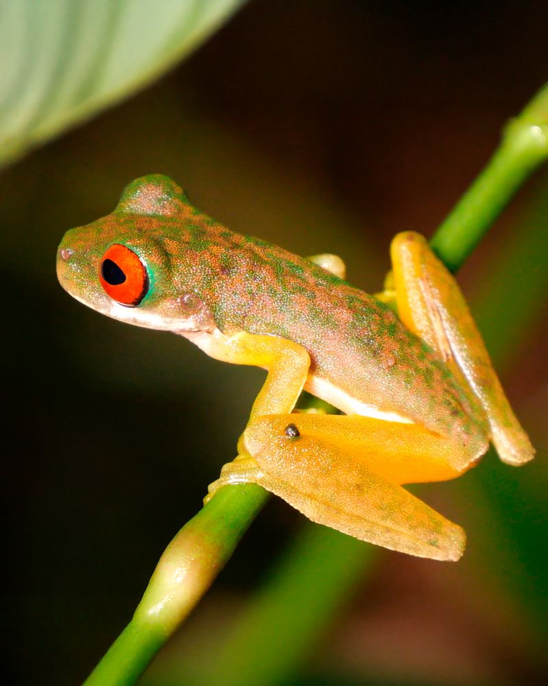 A small frog with bright red eyes, green mottled skin, and yellow-orange legs perched on a green stem.
