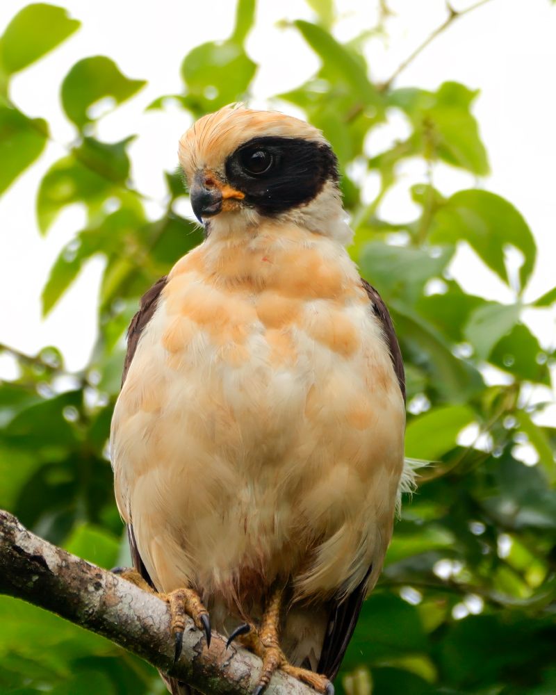 A stocky bird with pale cream-colored feathers, a dark mask around its eyes, and strong talons perched on a branch against a backdrop of leafy green foliage.
