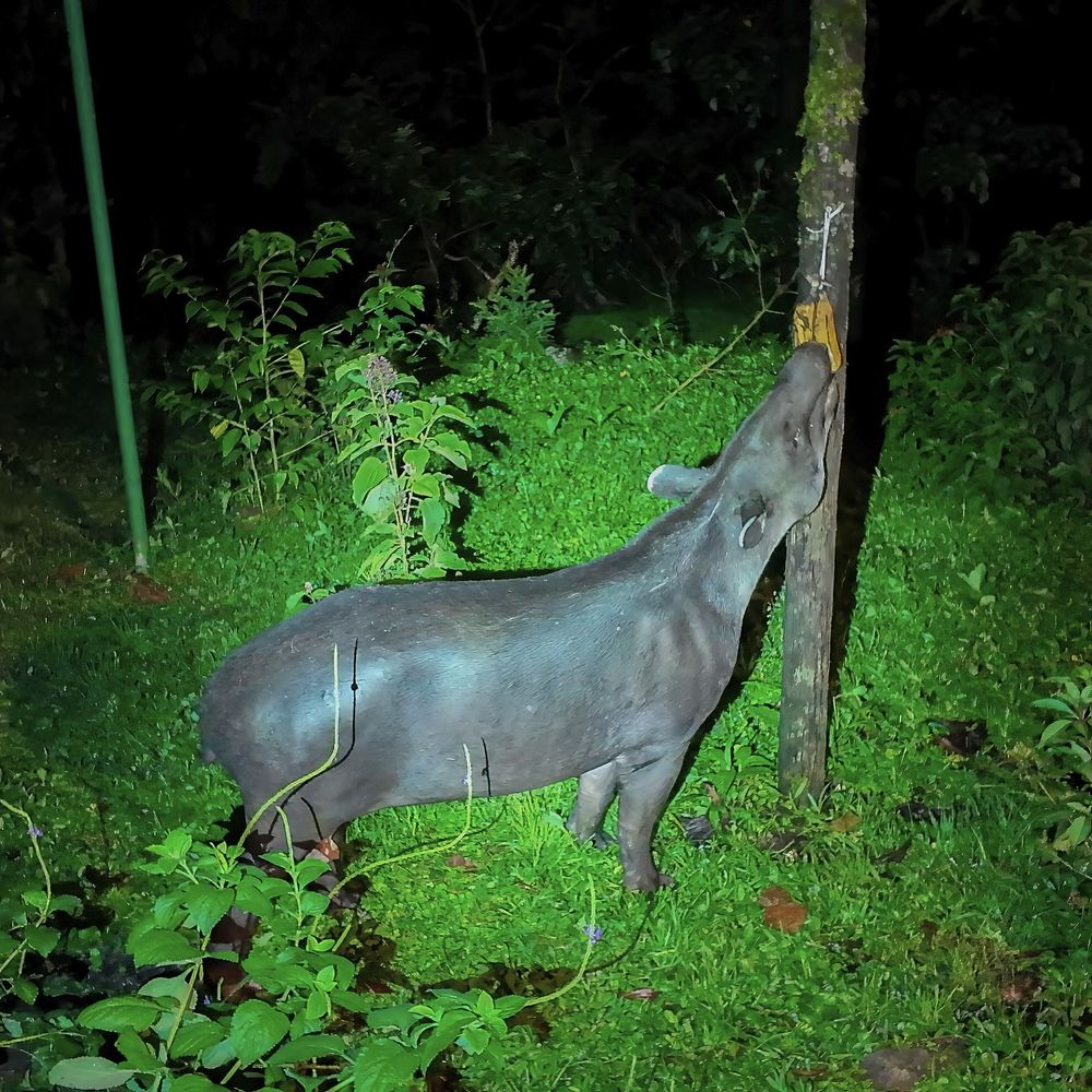 A Baird's tapir is illuminated at night by a bright light as it stretches its head up to eat a banana tied to a wooden post. It stands on a patch of grass surrounded by lush vegetation.
