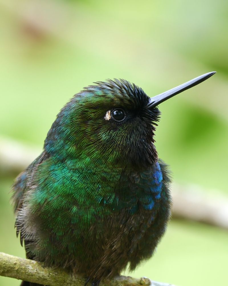 A small hummingbird with iridescent green and blue feathers, sitting on a branch with a blurred green background.
