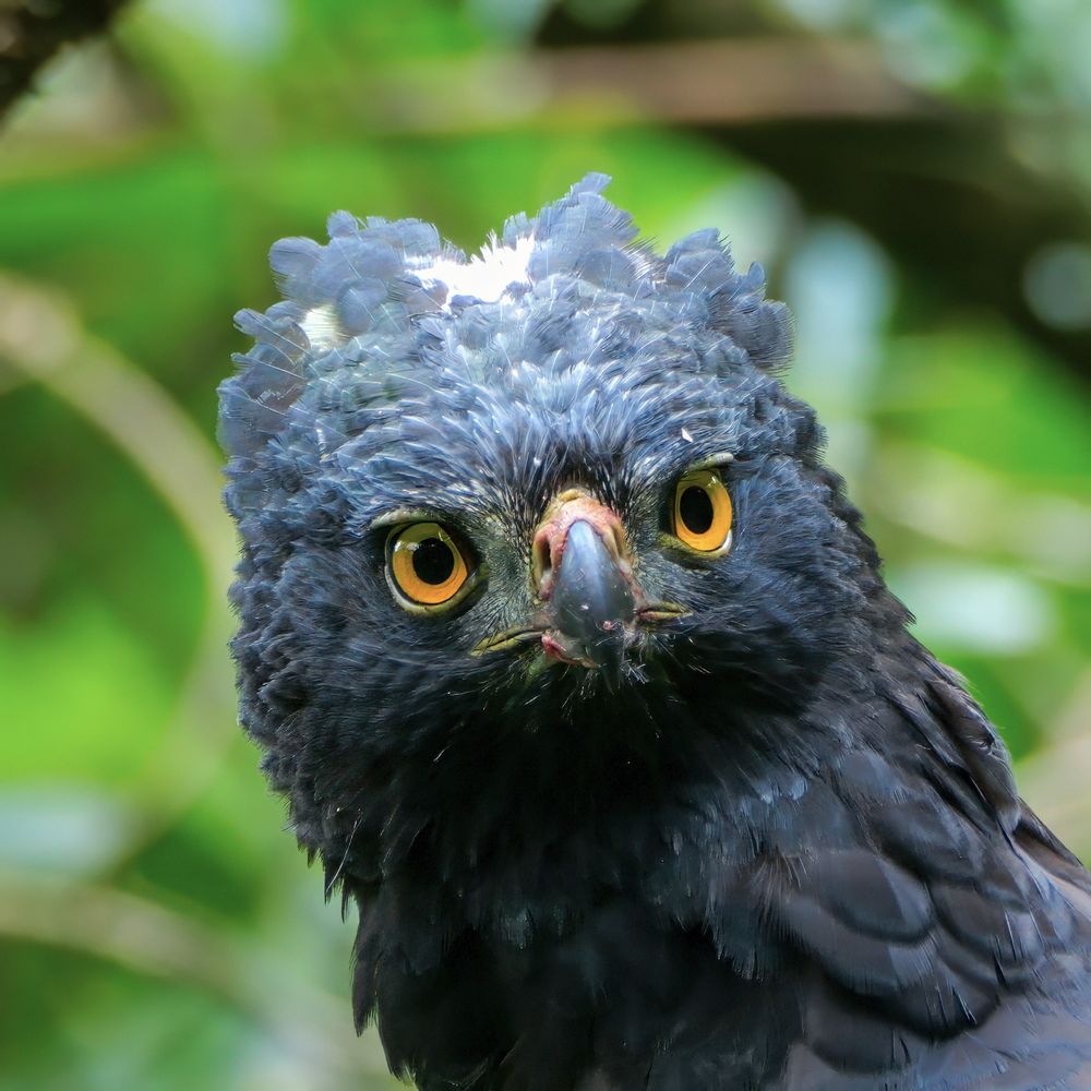 A close-up of a striking bird with dark, textured feathers, piercing yellow eyes, and a sharp, curved beak with a pinkish tint near the base. Its head features a unique, slightly tousled crest, adding to its intense and captivating expression. 