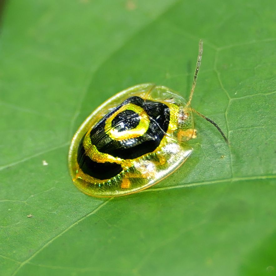 A small, shiny beetle resting on a green leaf. It has a transparent outer shell, bold black markings, and bright yellow-gold edges.
