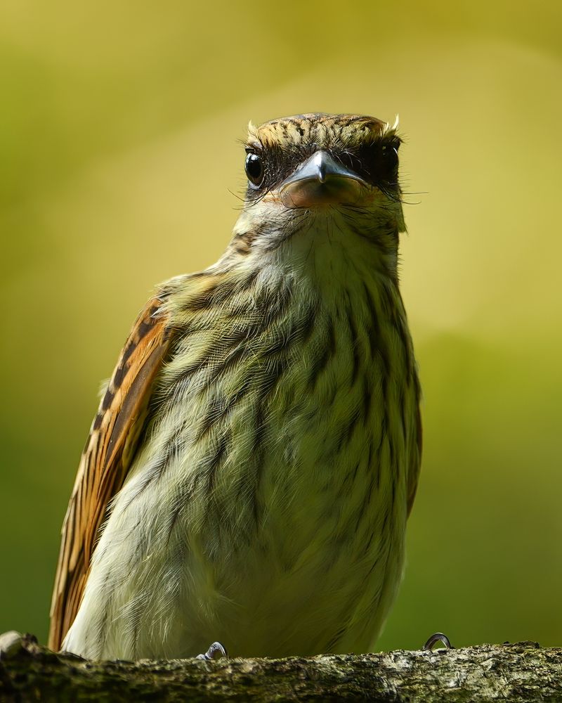 A bird with streaked plumage and a pale underside stands on a branch, facing the camera. It has a sharp beak, dark eyes, and prominent whisker-like feathers around its face. The background is softly blurred in shades of green and yellow.
