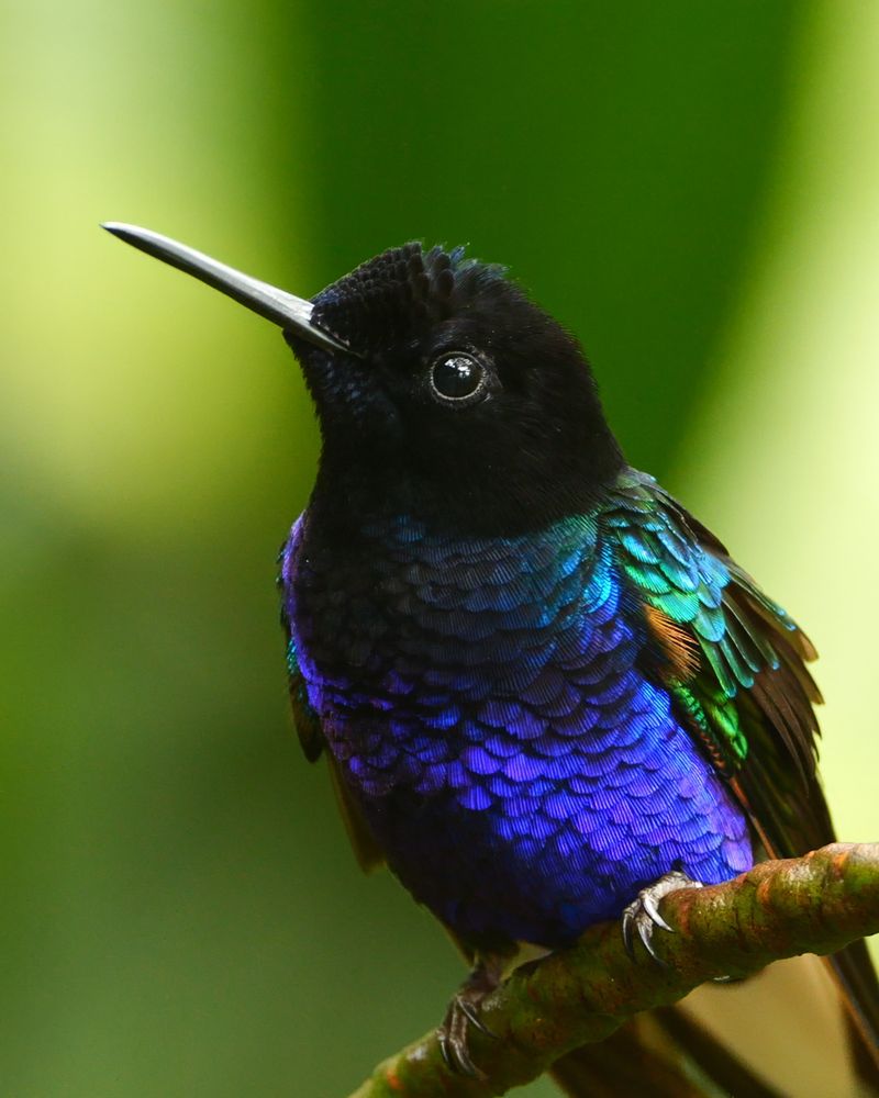 A small bird with a velvety black head, shimmering blue and purple body, and hints of green on its wings, perched on a branch against a softly blurred green background.
