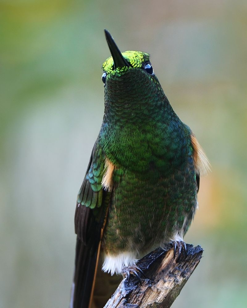 A hummingbird with shimmering green feathers and a bright crown perched upright on a branch, facing forward with its bill pointed upward.
