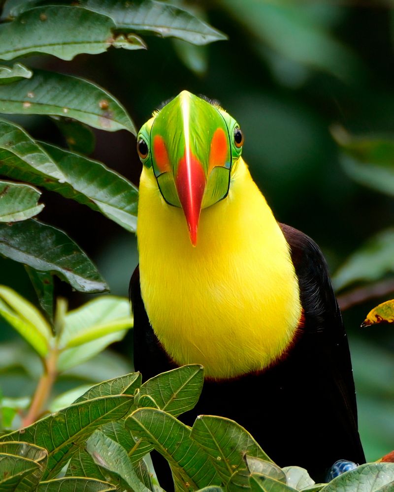 A brightly colored bird with a vivid green and red beak, a yellow chest, and dark body feathers is perched among green leaves, looking directly at the camera. The background is blurred, emphasizing the bird’s striking features.
