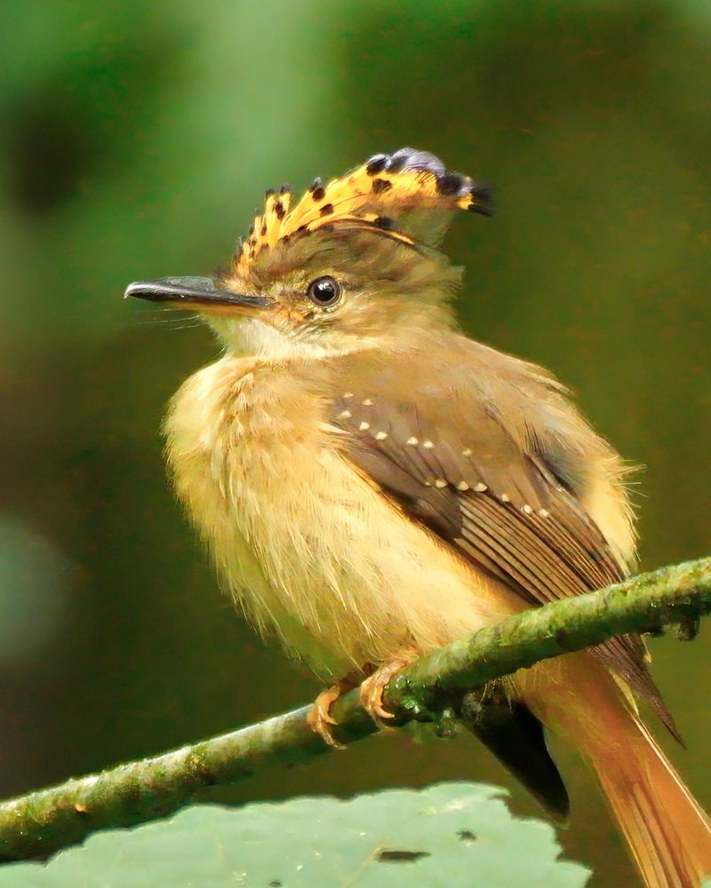 A small bird with soft brown and yellow plumage perches on a mossy branch, displaying a striking orange and black fan-shaped crest on its head.
