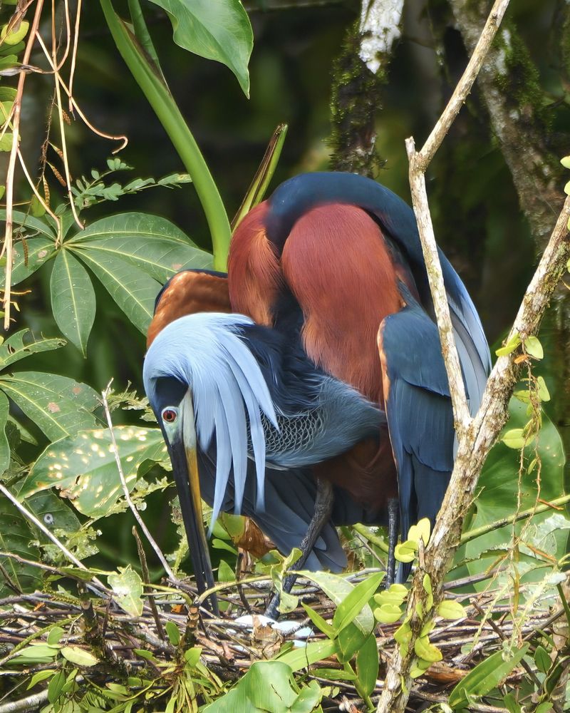 A striking bird with a chestnut-red back, dark blue wings, and long, pale blue head plumes is standing on a nest made of sticks. Its long black bill points downward as it tends to the nest, surrounded by green leaves and thin branches.