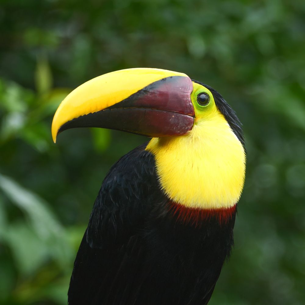 A black bird with a bright yellow throat and a large yellow-and-maroon beak against a green background.
