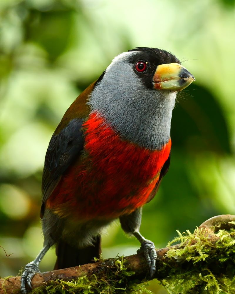 A bird with a gray head, black crown, bright red breast, and a thick yellow beak perched on a mossy branch.
