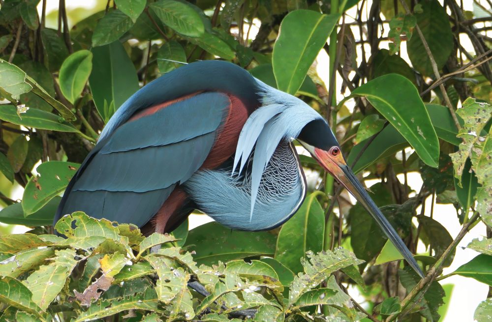 A striking bird with deep blue wings, chestnut flanks, and a long pointed bill perches among dense green foliage. Pale silvery plumes extend from its head and neck, and its feathers shimmer with fine detail.
