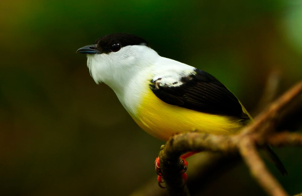 A small bird with a black cap, white throat and chest, bright yellow belly, and dark wings perched on a branch against a blurred green background.
