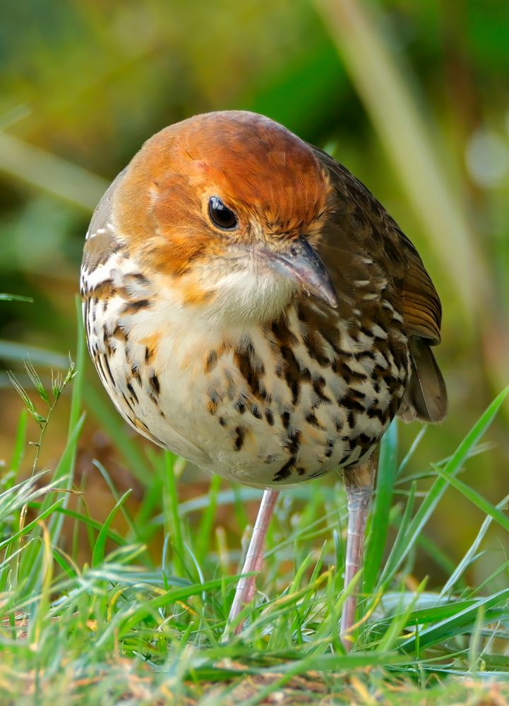 A round-bodied bird with a reddish-brown head, streaked white and dark brown chest, and pale legs standing on the grass with a blurred green background.
