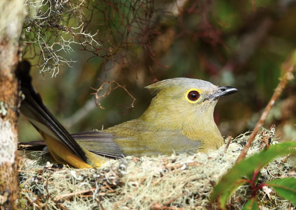 A bird with soft olive and gray plumage and a pointed crest is nestled in a mossy, lichen-covered nest, surrounded by twigs and branches in a dense forest setting.
