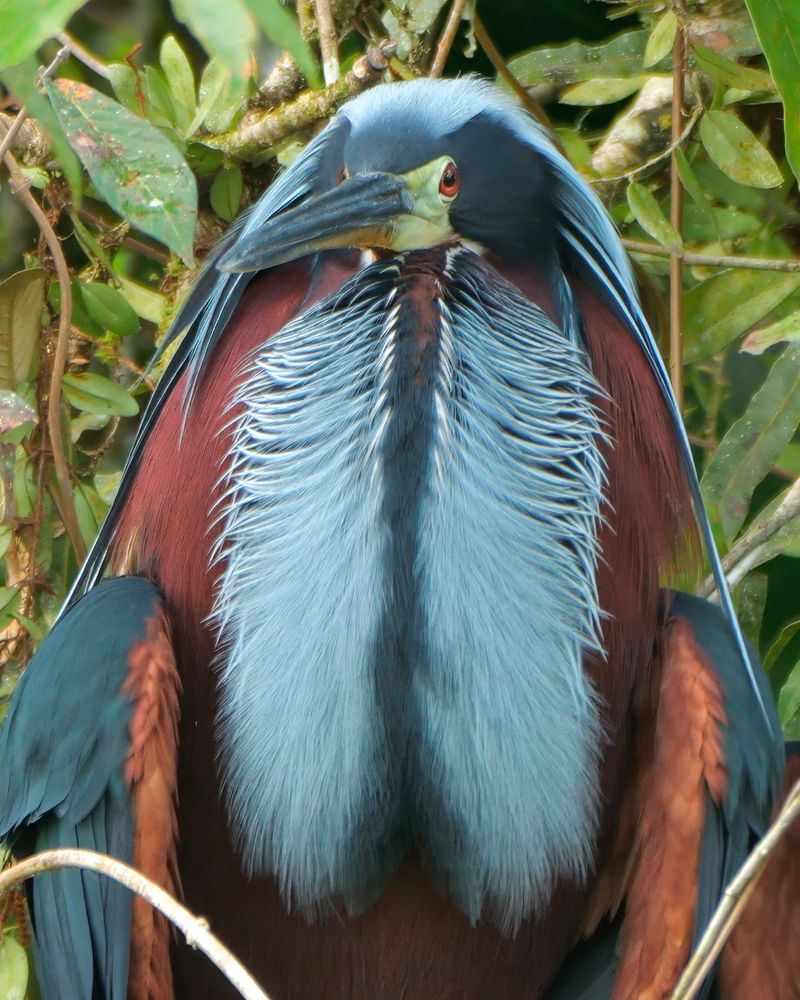A bird with rich chestnut and deep blue plumage, long pale blue chest feathers, and a sharp bill, perched among leafy branches.
