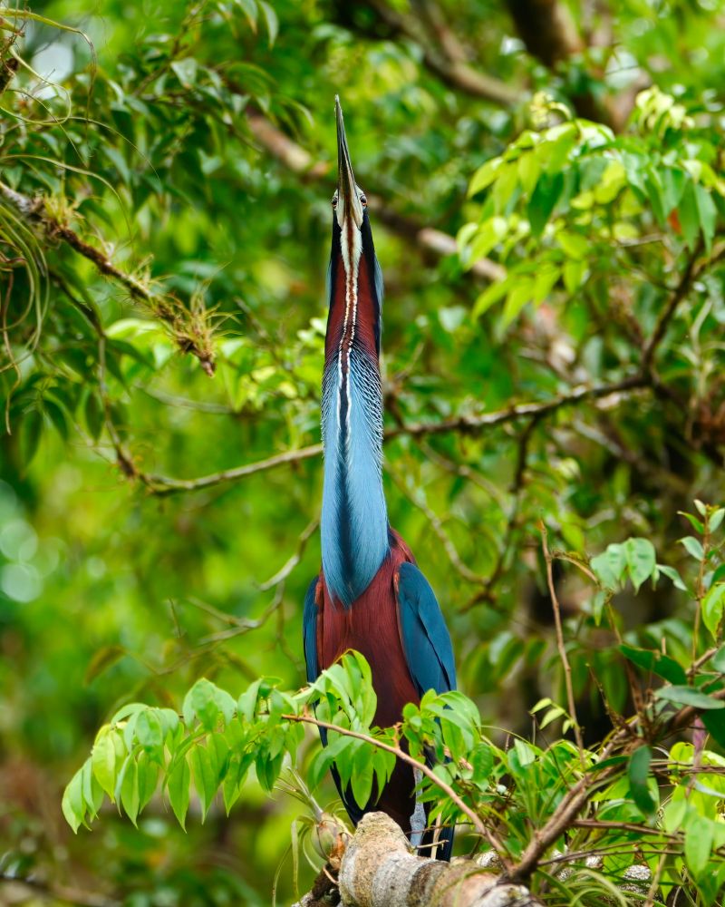 A colorful heron with a long neck stretched vertically, showing a striking mix of blue, maroon, and white, perched among green foliage in a dense forest.
