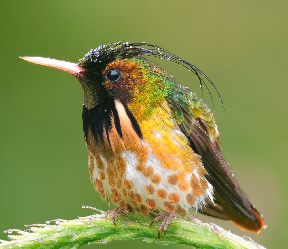 A tiny bird with iridescent green and orange feathers sits on a curved green stem. It has a spiky black crest with dew droplets, a white-tipped reddish bill, and a spotted belly with orange dots.