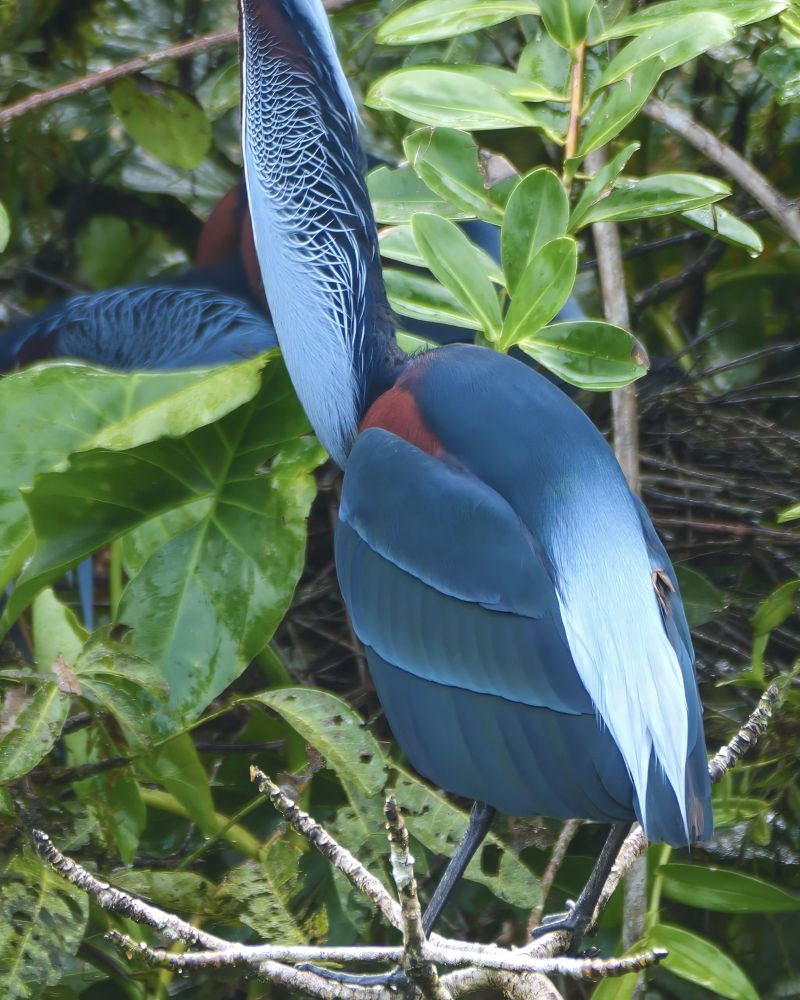 A tall, slender bird with rich blue plumage and a maroon patch on its back stands on a branch surrounded by green leaves. Its long neck features fine white streaks, and its head is turned upward, out of view. 