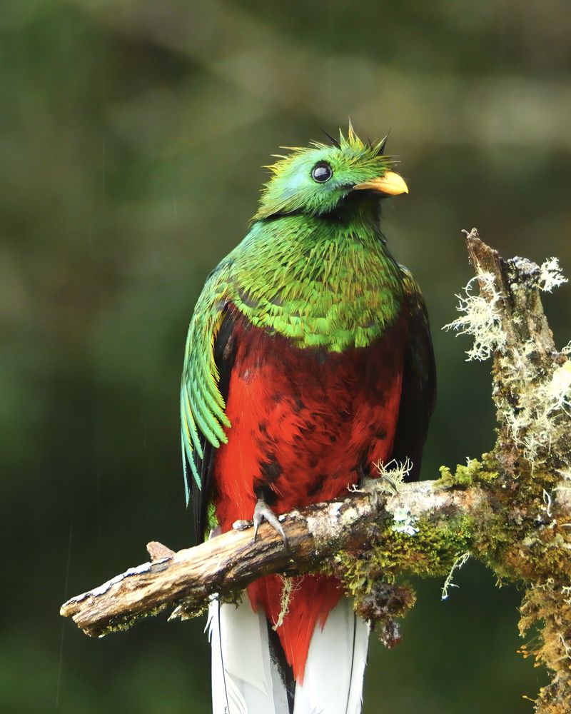 A brightly colored bird perched on a mossy branch, displaying vivid green feathers on its head and back, deep red on its belly, and long white tail feathers hanging below. 