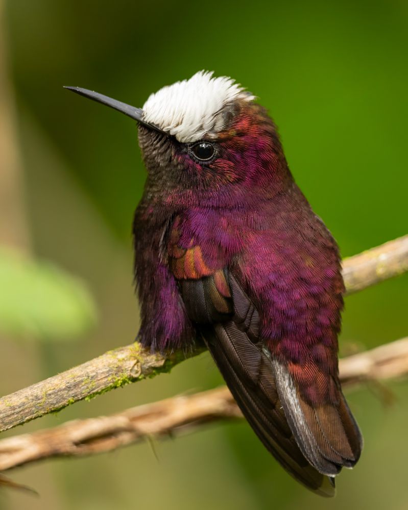 A small hummingbird perched on a branch with iridescent deep magenta and purple plumage, dark wings, and a distinctive bright white cap on its head. The background is a smooth blur of green foliage.
