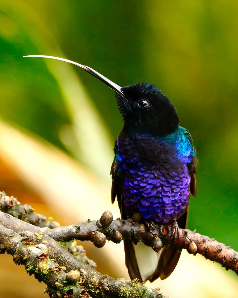 A small, vividly colored hummingbird with iridescent purple and blue feathers perches on a textured branch. Its head is dark, almost black, and it has a long bill and it's sticking its tongue out.