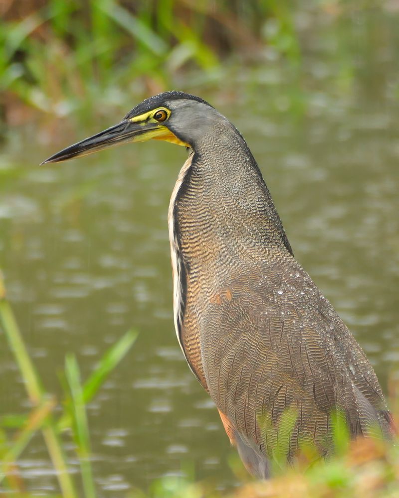 A tall bird with finely patterned plumage and a long, pointed bill stands at the edge of a calm, grassy waterway, its feathers speckled with raindrops.

