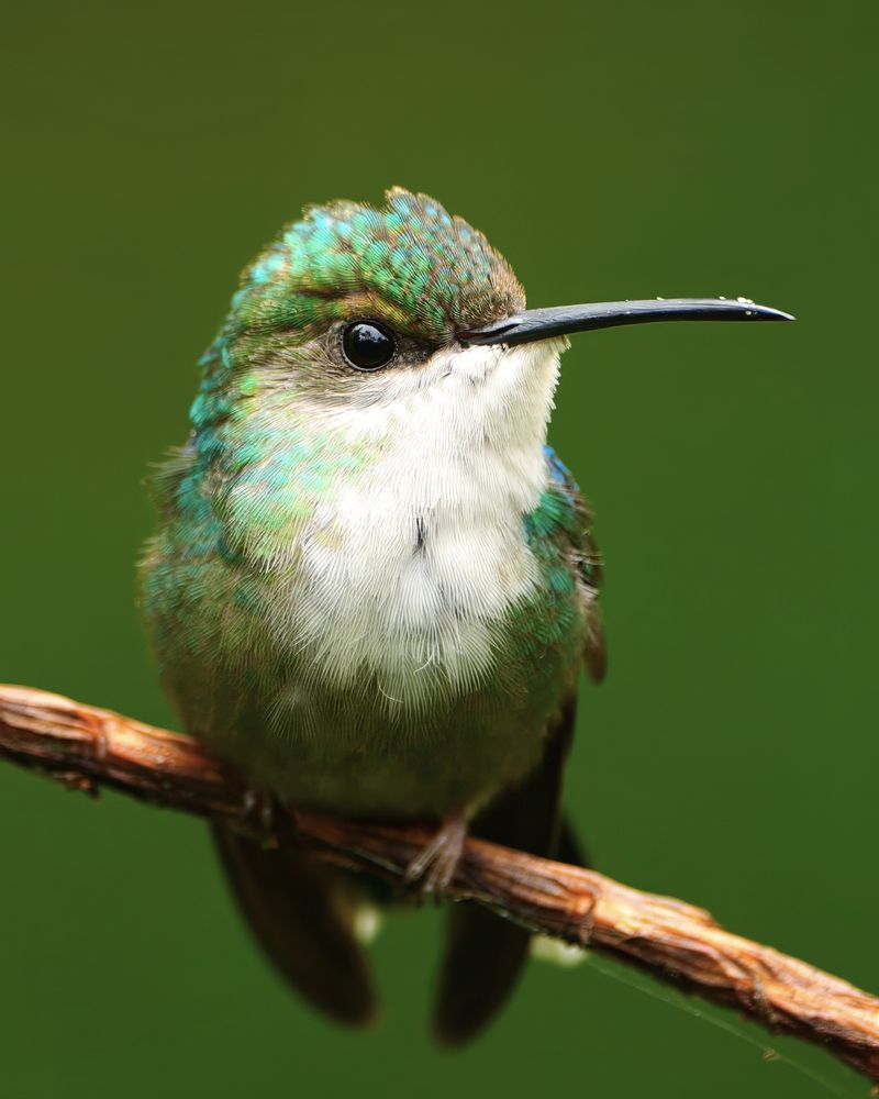 A close-up view of a small hummingbird perched on a slender, reddish-brown branch. The bird has shimmering green feathers on its head and back, a white throat and chest with fine feather detail, and a slightly curved black bill.