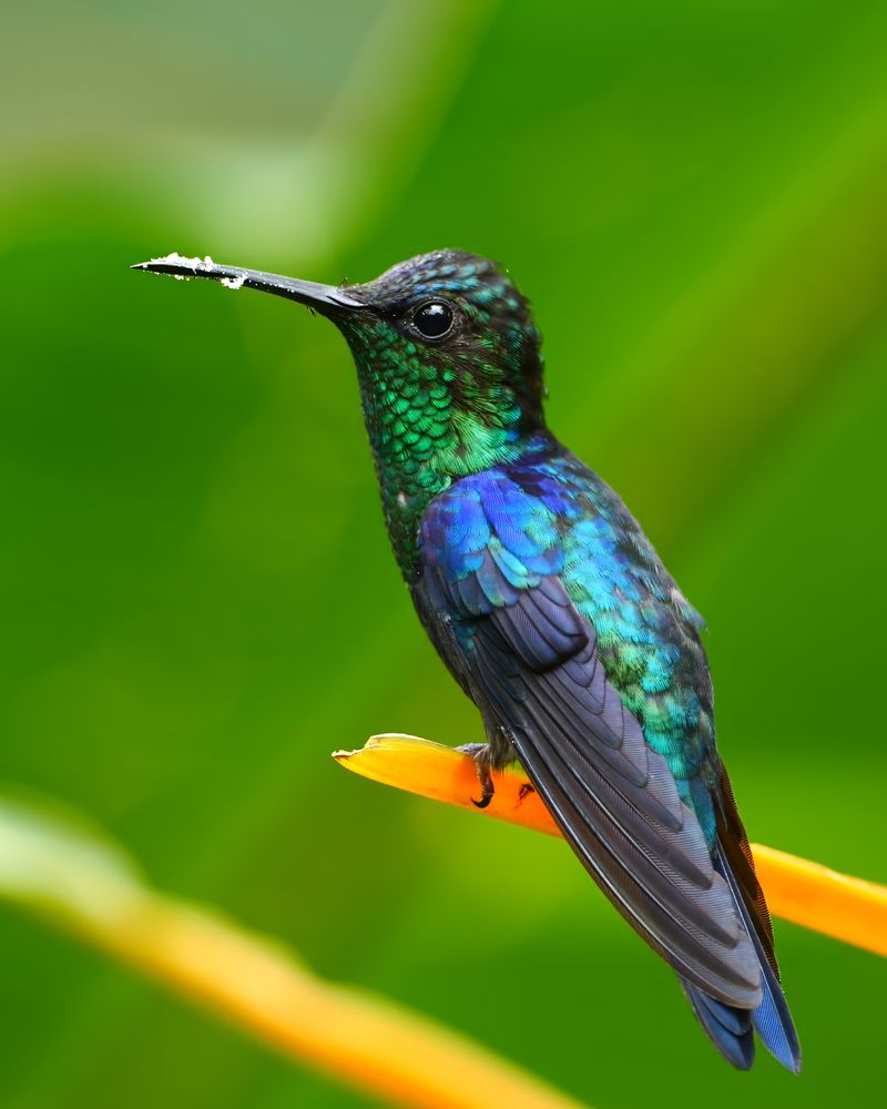 A vibrant hummingbird with shimmering green and blue plumage perched on a yellow-orange stem, set against a bright green background. The tip of its long, straight bill is dusted with white particles.
