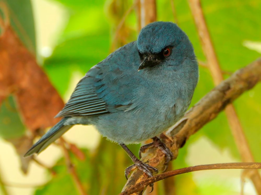 A small bird with slate-blue plumage, a slightly curved dark bill, and red eyes perched on a branch with a background of green and brown foliage.
