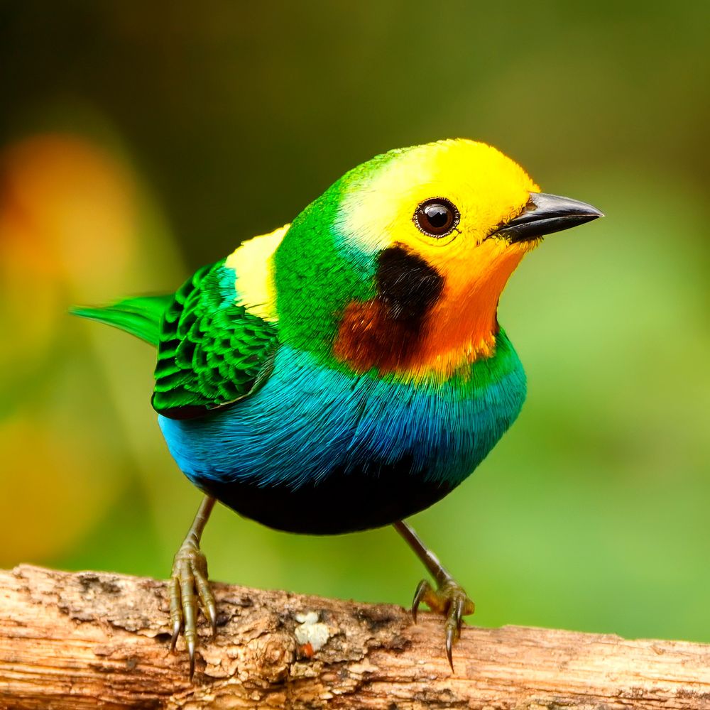 A stunning bird with a dazzling mix of bright yellow, green, blue, and black perches on a branch. Its iridescent feathers shimmer in the light, and its keen eyes give it a lively, curious expression. The intricate patterns on its plumage make it a true spectacle of color and beauty.