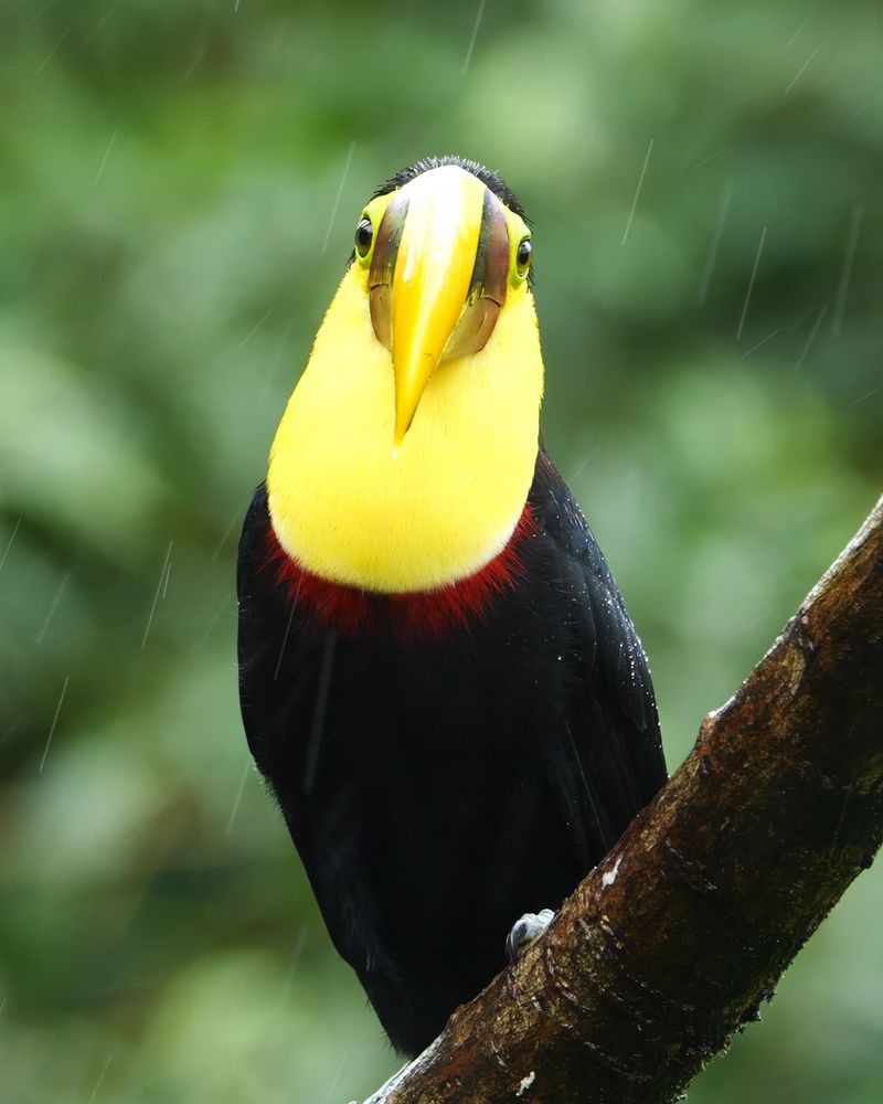 A black bird with a large yellow bill, bright yellow throat, and a red band across the upper chest, perched on a branch in the rain.
