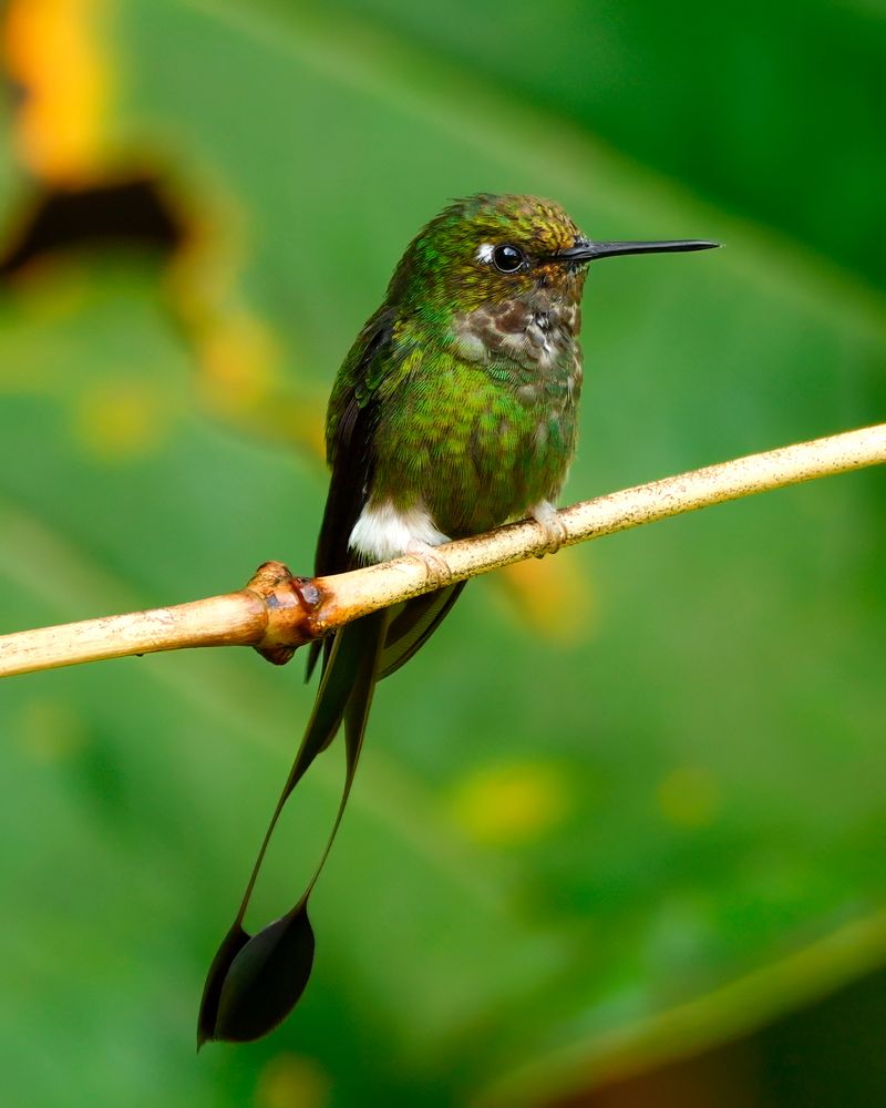A small hummingbird with iridescent green plumage and distinctive long tail feathers ending in black, racket-shaped tips, perched on a thin branch against a blurred green background.
