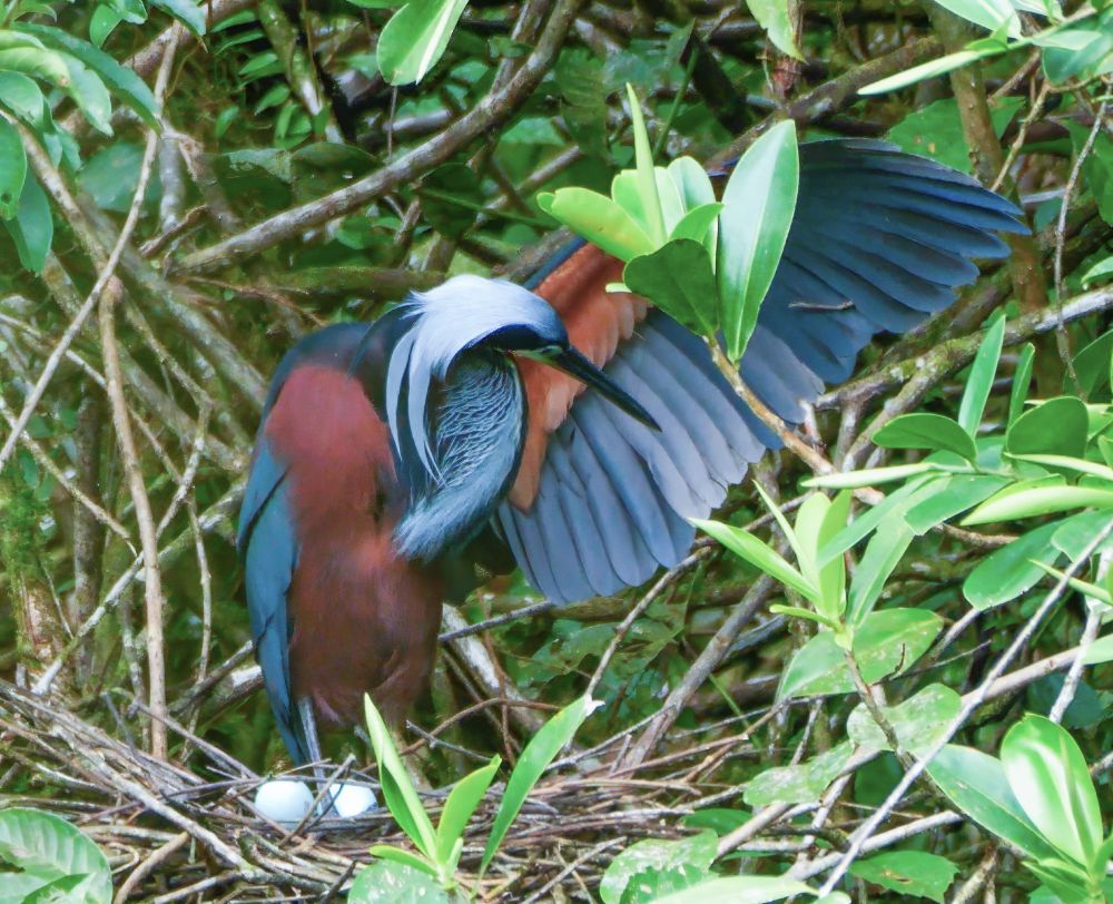 A strikingly colorful bird with deep red, blue, and white plumage stands in a nest made of twigs, guarding two light blue eggs. One wing is partially extended, revealing layered feathers. The nest is nestled among dense green leaves and branches in a forested environment.

